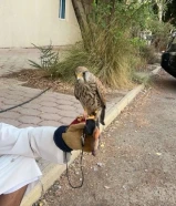 للبيع حميمي ج و تر.مه راكدين