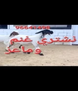 نشتري غنم وماعز