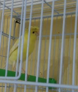 كناري روسي