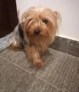 Yorkshire terrier