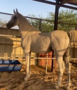 حصان مصريي شيخخخ