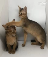 للبيع Abyssinian kitten