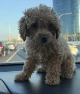 كلبه بودل بنت مناسبه مع الاطفال تحب اللعب عمرها 70 يوم