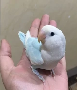 (نوادر) لوفبيرد ابرق ربوه قويه