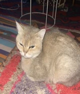 القطو للبيع ونوعه نادر