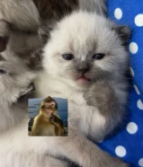 للبيع كيتن العمر شهر واسبوع