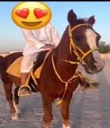 البيع حصان بلدي خصي