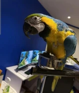 بغبغاء مكاو بلو اند قولد