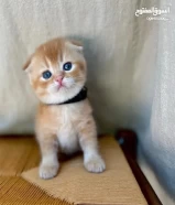 Teddy Bear Golden Scottish Fold