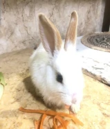 ارنب للبيع انثى لطيف ولعوبة اسمها لوسي.