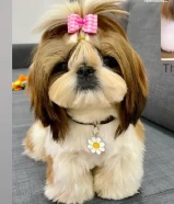 DFor Sale: 7-Month-Old Female Shih Tzu. ‎**للبيع: شيه تزو أنثى عمرها 7 أشهر**