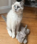 Cute kittens for free adoption . I have RagdolI Kittens who are urgently looking for new homes