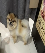 pure pomeranian 2years old