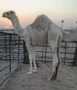 للبيع قعدان محليه فاخره العمر من 6الي 10شهر