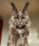 450 دينارMainecoon Cats. Exotic and Lovely cats. Pedigree Health Certificate. Differents ages and prices.