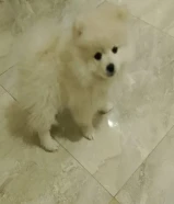 3months old Pomeranian rush for sale