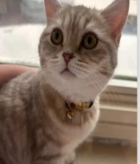 قطة بريتش مع كامل اغراضها