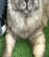 و الله القطوا ما أعرف نوعه بس للبيع