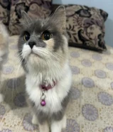 دينارPersian-Longhair Mix (Negotiable Price)