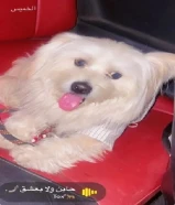 كلب مالتيز لعوب ولطيف / good dog