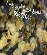 للبيع فروخ فري69667041