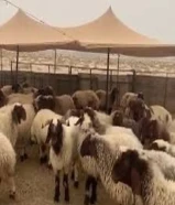 مطلوب غنم نعيم مقنوي التواصل على الواتساب فقط