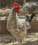 دجاج فيومي