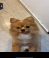للبيع كلبه بومرينيان نثيه عمرها سنه ونص