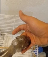 للبيع بلبل عراقي