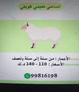 اضاحي نعيمي كويتي للبيع