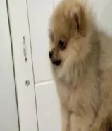 pomeranian 100% pure quality