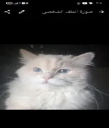 قط شيرازي للتبني مجانا ذكر العمر سنة ونصف