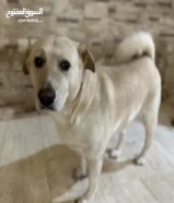 لابرادور ذكر للتبني male Labrador for adoption