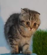 للبيع سكوتش فولد 2025