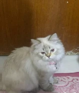 قطه للتبني سيامي مكس شرازي يوجد معاه اكل ورمل ومعلبات وسرير وأغراضه كامله الاغراض فقط ولاكل للبيع