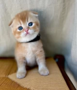 Teddy Bear Golden Scottish Fold