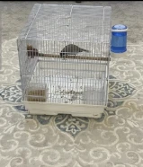 بلبل عراقي للبيع بيعه سريعه