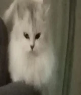 قطة انثى للتبني