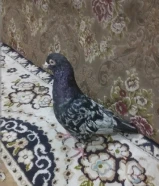 حمام إنتاج ونظيف – للبيع بسعر طيب