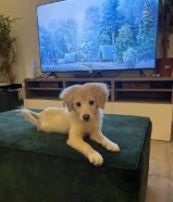 للبيع كلبة قولدن ريتريفر ميكس سبيتز