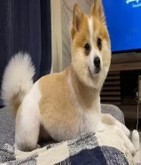 كلب ذكر بومرينيان فوكس للبيع Male Pomeranian Fox dog for sale