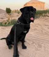 for sale cane corso