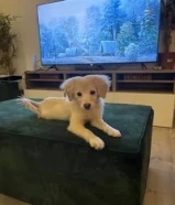 للبيع كلبة قولدن ريتريفر ميكس سبيتز