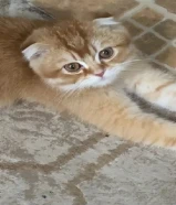 سكوتش فولد قولد NY11