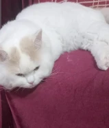 للتبني قط شيرازي لعوب متعود على ليتربوكس