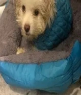 Maltese dog for sale very healthy and vaccinated60691667