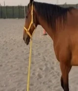 للبيع خيل انقليزي51055394