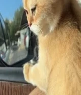 قولدن برتش شورت هير