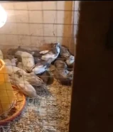 فري صيني للبيع شرط الصحه ونشيط
