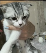 قطه انثى شورت هير صغيره